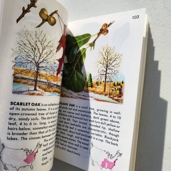 Trees Field Guide Plants botany Golden Guides St. Martin's Press BOOKSHARK - Picture 8 of 14